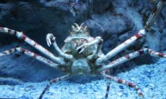 Macrocheira kaempferi