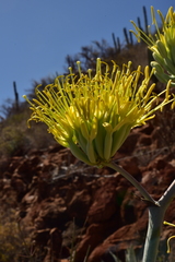 Agave cerulata subcerulata