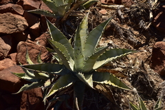 Agave cerulata subcerulata
