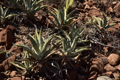Agave cerulata subcerulata