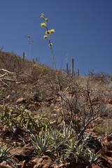 Agave cerulata subcerulata