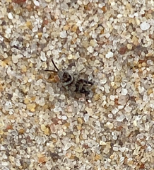 Psinidia fenestralis