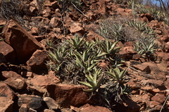 Agave cerulata subcerulata