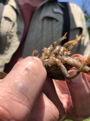 Lacunicambarus polychromatus