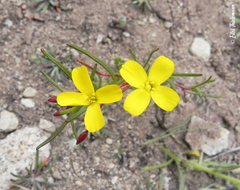 Camissonia dentata