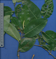 Piper tuberculatum
