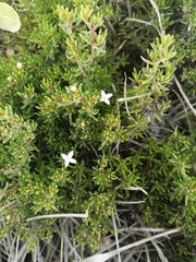 Arcytophyllum thymifolium