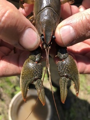 Lacunicambarus polychromatus