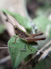 Orphulella concinnula