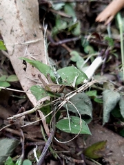 Orphulella concinnula