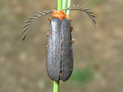 Pterotus obscuripennis