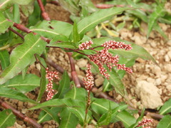 Persicaria ferruginea