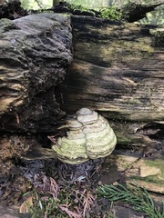Laricifomes