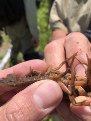 Lacunicambarus thomai