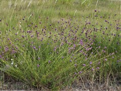 Dalea lasiathera