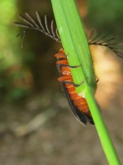 Pterotus obscuripennis