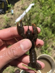 Lacunicambarus thomai