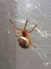Steatoda nobilis