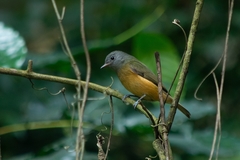 Mionectes rufiventris