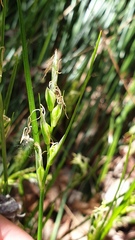 Carex multicaulis