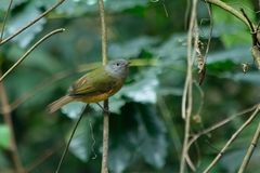 Mionectes rufiventris