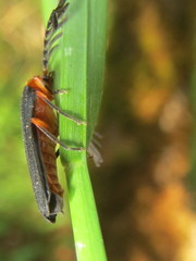 Pterotus obscuripennis