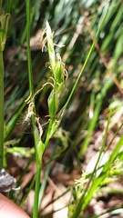 Carex multicaulis