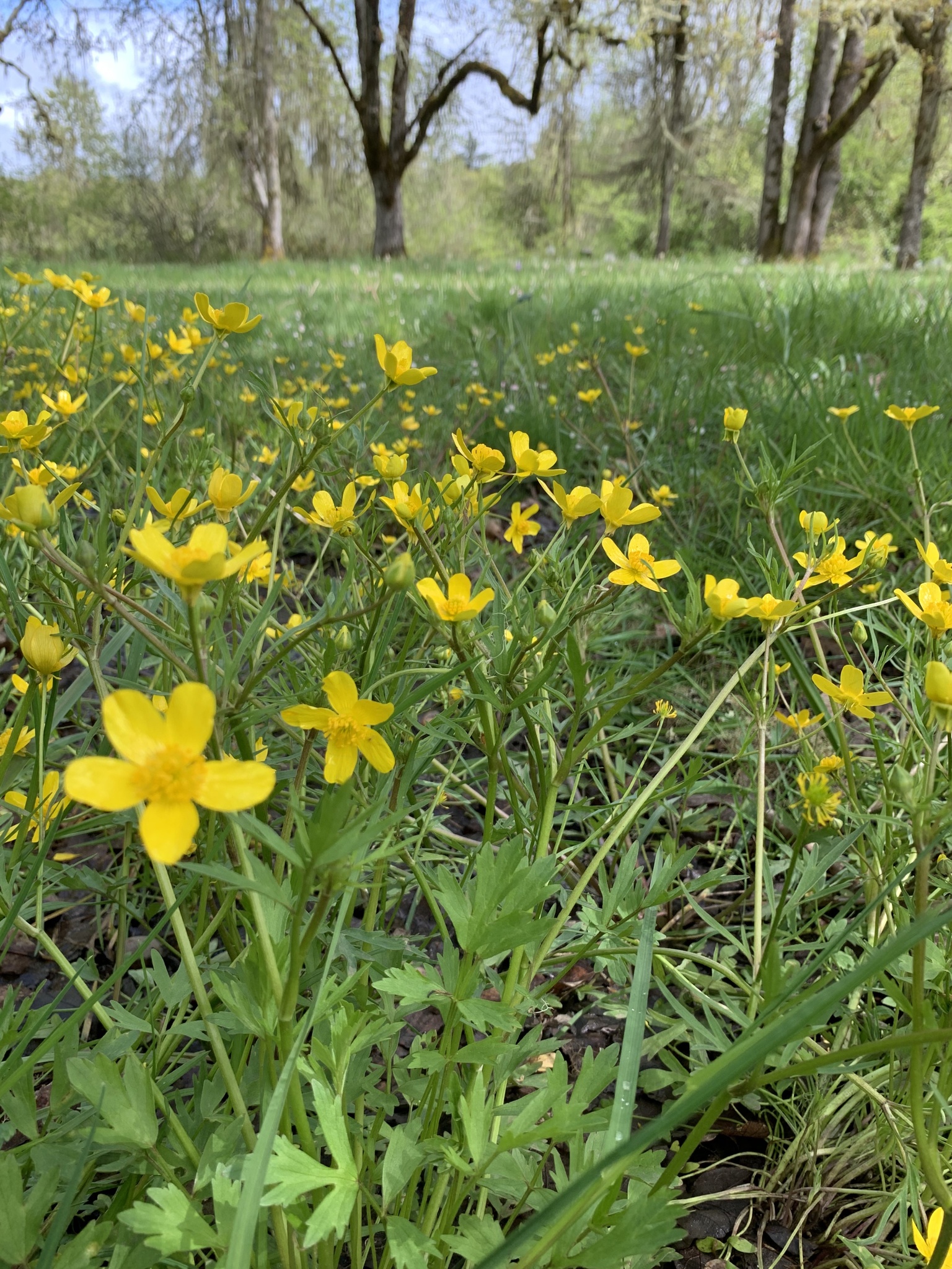 Ranunculus orthorhynchus