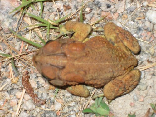 Anaxyrus terrestris