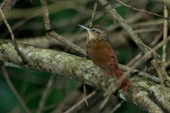 Xiphorhynchus fuscus