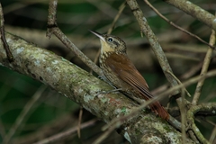 Xiphorhynchus fuscus