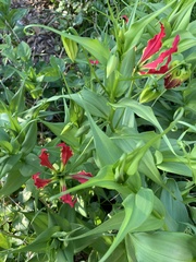 Gloriosa