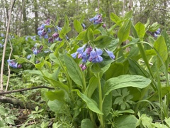 Mertensia virginica