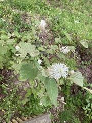 Fothergilla gardenii