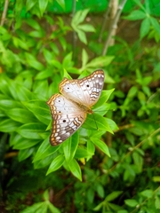 Anartia jatrophae