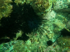 Pseudocnus californicus