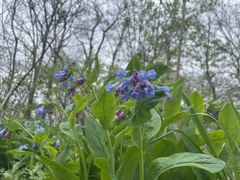 Mertensia virginica