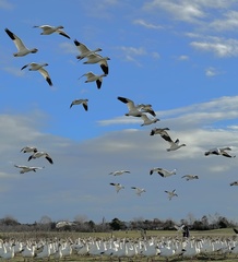Anser caerulescens caerulescens