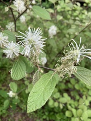 Fothergilla gardenii