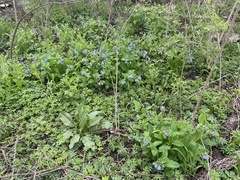 Mertensia virginica