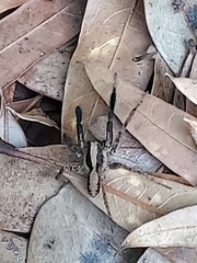 Schizocosa crassipes