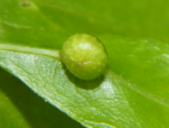 Callirhytis confusa