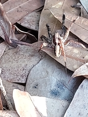 Schizocosa crassipes