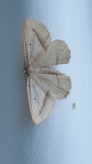 Euchlaena irraria