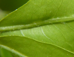 Callirhytis confusa