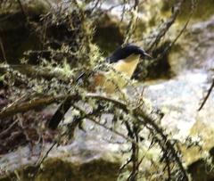 Laniarius ferrugineus ferrugineus