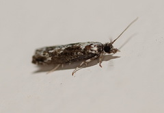 Holocola phaeoscia