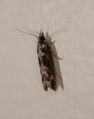 Holocola phaeoscia