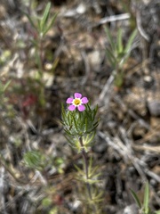 Leptosiphon ciliatus