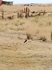 Vanellus resplendens